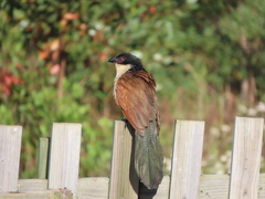 Centropus superciliosus burchellii