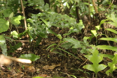 Pterostylis banksii