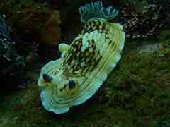 Aphelodoris varia