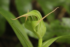 Pterostylis banksii