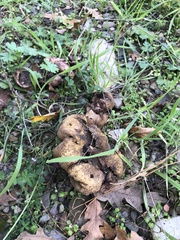 Scleroderma polyrhizum