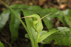 Pterostylis banksii
