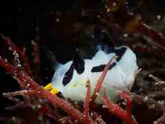 Polycera capensis