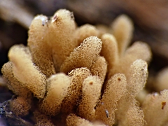 Arcyria obvelata