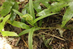 Pterostylis banksii