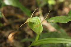 Pterostylis banksii
