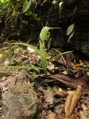Pterostylis banksii