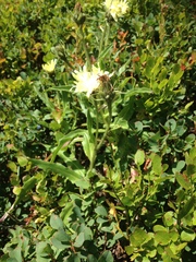 Schlagintweitia intybacea