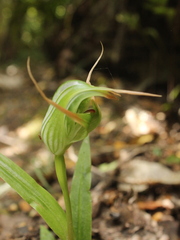 Pterostylis banksii