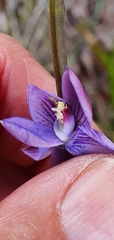 Thelymitra pulchella