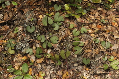 Acianthus sinclairii