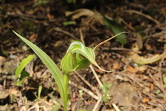 Pterostylis banksii