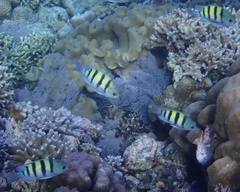 Abudefduf vaigiensis