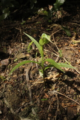 Pterostylis banksii