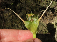 Pterostylis banksii