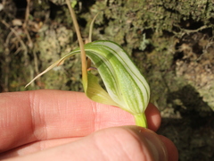 Pterostylis banksii