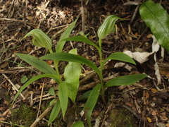 Pterostylis banksii