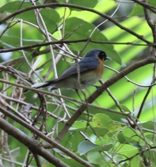 Symposiachrus trivirgatus