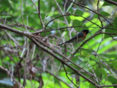 Symposiachrus trivirgatus