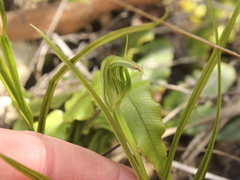 Pterostylis graminea