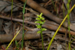 Microtis parviflora