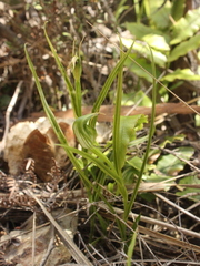 Pterostylis graminea