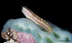 Ecsenius australianus