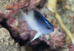 Chrysiptera rollandi