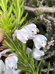 Erica calcareophila