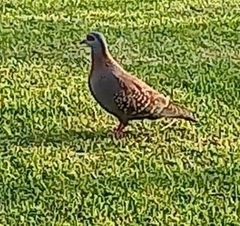 Columba guinea