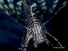 Pterois volitans