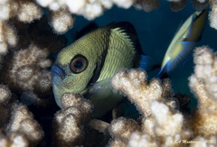 Dascyllus reticulatus