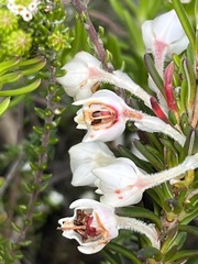 Erica calcareophila