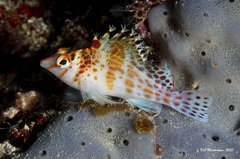 Cirrhitichthys falco