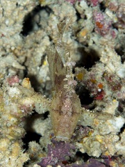 Taenianotus triacanthus