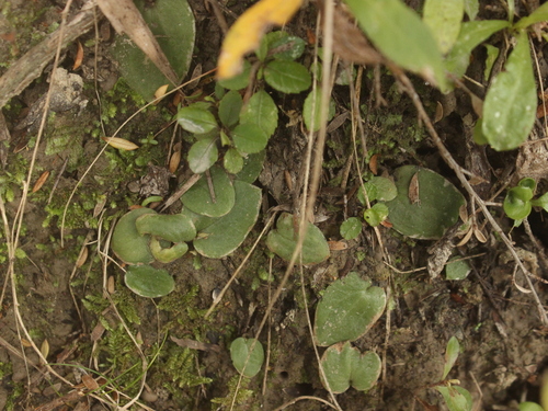 Image of New Zealand Gnat Orchid (Cyrtostylis rotundifolia) by (c) Joe Dillon, some rights reserved (CC BY)