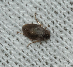 Berosus