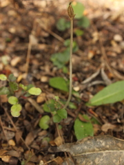 Corybas cheesemanii