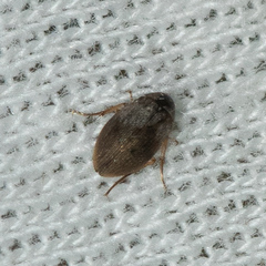 Berosus