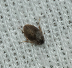 Berosus