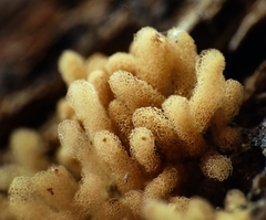 Arcyria obvelata