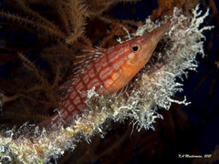 Oxycirrhites typus