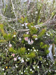 Erica calcareophila