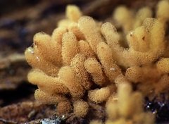Arcyria obvelata