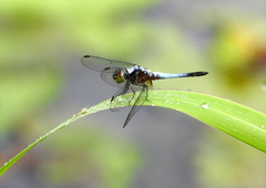 Brachydiplax