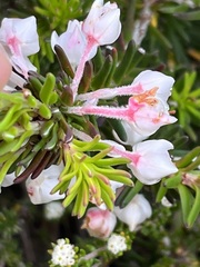 Erica calcareophila
