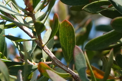 Leptospermum trinervium