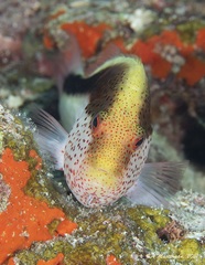 Paracirrhites forsteri