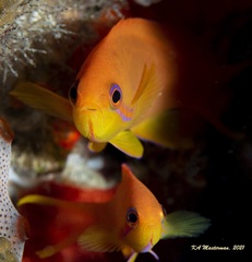 Pseudanthias squamipinnis