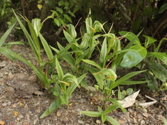 Pterostylis banksii